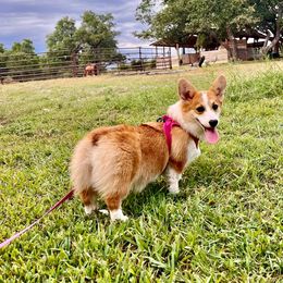 Foxy - Pembroke Welsh Corgi