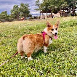 Foxy - Pembroke Welsh Corgi