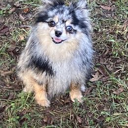Rain - Pomeranian