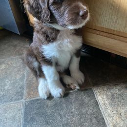 Aussiedoodle Puppies from Drew’s Aussies & Doodles