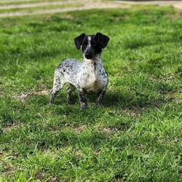 Dotty - Piebald female Dachshund puppy in Indianapolis, Indiana from Homegrown Hoosier Kennels