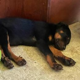 Available female - Black and rust female Beauceron puppy in Patten, Maine from Beaucerons De La Valle Katahdin