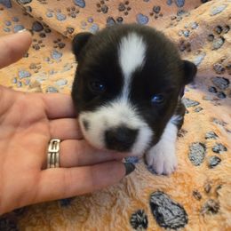 Aria - Black and white female Pomsky puppy in La Vergne, Tennessee from Atencio Pomsky