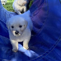 Golden Retriever Puppies from Silver Morning Farm