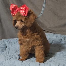 Red Ruthie - Red  female Poodle puppy in Willis, Texas from Golden's Poodles