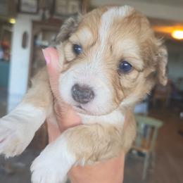 Tater Tot - male Corgipoo puppy in Ellensburg, Washington from Dawn to Dusk Cockapoos