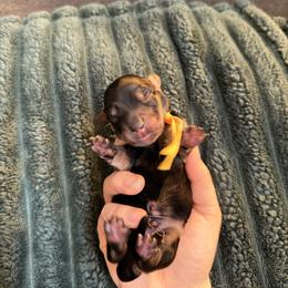 Male 2 (yellow collar) - Black and tan male Dachshund puppy in Modesto, California from Once Upon a Mini Dachshund