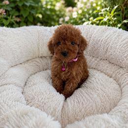 Girl 1 - Red  female Goldendoodle puppy in Sacramento, California from Golden doodles  Lovers