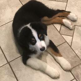 Australian Shepherd Puppies from Cahaba Australian Shepherds