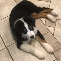 Australian Shepherd Puppies from Cahaba Australian Shepherds