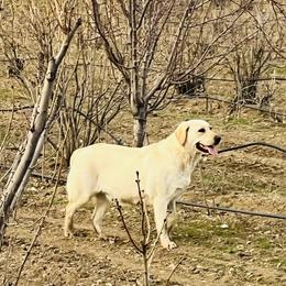 Paisley - Labrador Retriever