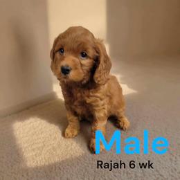 Goldendoodle Puppies from Stacy Warwick