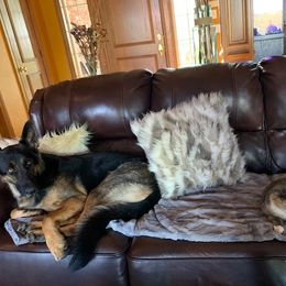 German Shepherd All Grown Up from Von Christel Haus German Shepherds