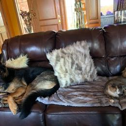 German Shepherd All Grown Up from Von Christel Haus German Shepherds
