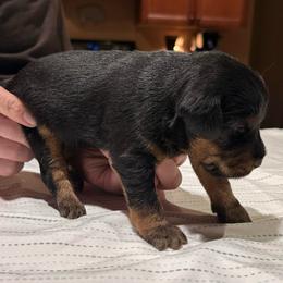 Orange - Black female Jagdterrier puppy in Monroe, Oregon from Oregon Jagdterrier
