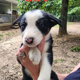 Girl 1 - Tri-color female Border Collie puppy in Dawsonville, Georgia from BC Dogs at the Rodgers