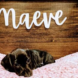 Dachshund Puppies from Army of Dachshunds