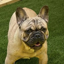Boston Terriers and French Bulldogs from Classic Boston Terriers and French Bulldogs