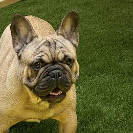 Boston Terriers and French Bulldogs from Classic Boston Terriers and French Bulldogs