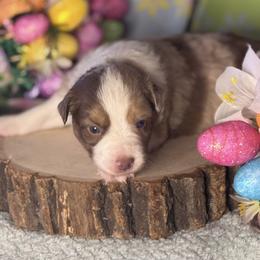 Nemo - Red merle male Miniature Australian Shepherd puppy in California from Eagle River Aussies