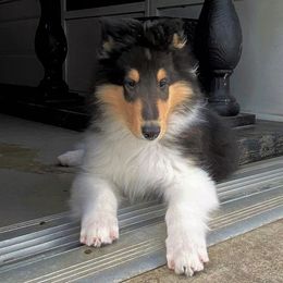 Collies from SUNCREST COLLIES