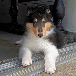 Collies from SUNCREST COLLIES