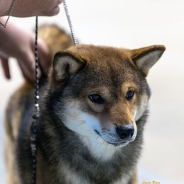 Rocket - Shiba Inu