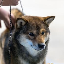 Rocket - Shiba Inu