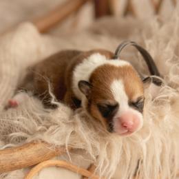 Grey collar- Yogi - Sable male Pembroke Welsh Corgi puppy in Waverly Hall, Georgia from 6g Ranch Corgis