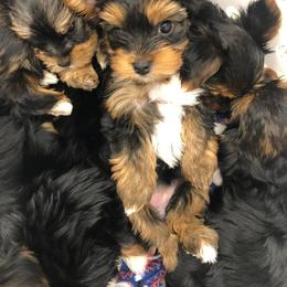 Yorkshire Terrier Puppies from Jackie Jenny’s Precious Yorkies