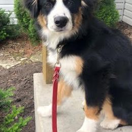 Miniature American Shepherd Puppies from Birchview Miniature American Shepherds