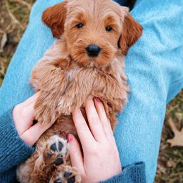 Goldendoodle Puppies from Bows & Ties Doodles