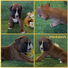POSEIDON -AKC - Fawn male Boxer puppy in Verden, Oklahoma from Bar H Boxers