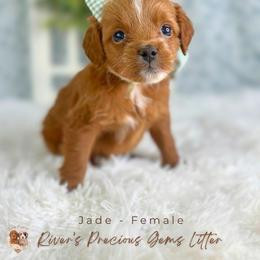 Jade - Apricot female Goldendoodle puppy in Atlanta, Georgia from Teddy Puppies