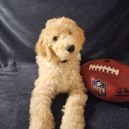 Goldendoodle Puppies from Hampton Blu Doodles
