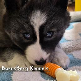 Valory - Agouti and white female Siberian Husky puppy in East Tawas, Michigan from BurnsBerg's Woolies