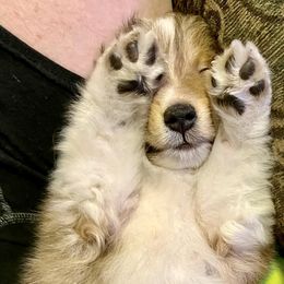 Shetland Sheepdog Puppies from September Morning Shelties