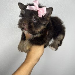 Choco girl dark paw - Chocolate and tan female Yorkshire Terrier puppy in Kissimmee, Florida from M&R Yorkies