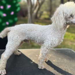 Barkley - Poodle