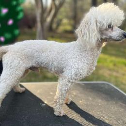 Barkley - Poodle