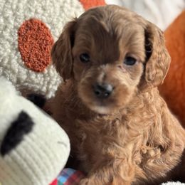 Aussiedoodle and Cavapoo Puppies from Pawsome Aussie Doodles and Oodles