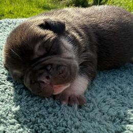 Beth - Tricolors female French Bulldog puppy in Warm Springs, Arkansas from State Line Dachshunds & Frenchies