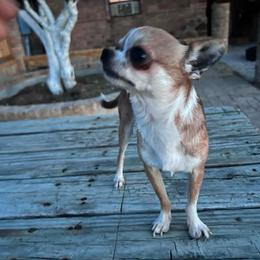 Milo - Chihuahua