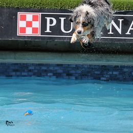 Miniature American Shepherd All Grown Up from Wx Kennels