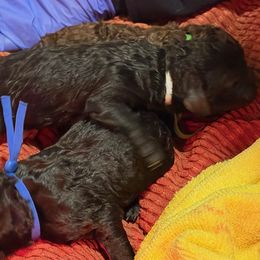 Pink Girl - Blue female Poodle puppy in Vancleave, Mississippi from Royal Dixie Poodles