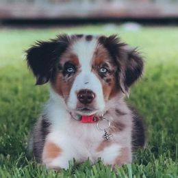 Australian Shepherds from Bar L Aussies