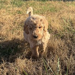 Red Collar Standard Poodle - Red  female Poodle puppy in Murrayville, Georgia from Spoiled Rotten Kennels