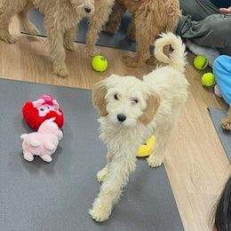 16 WEEKS OLD STAR Purple Collar Female - Cream Goldendoodle puppy in Brooklyn, New York from Lyon and Luna Goldendoodles Bernedoodles