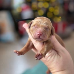 Wishbone - Red  male Goldendoodle puppy in Wharton, Texas from Little Fur Friends