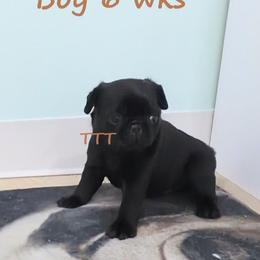 Black boy Brown - Black male Pug puppy in Medina, Ohio from T Tiny Treasures